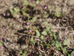 Boerhavia diffusa