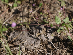 Boerhavia diffusa