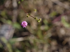 Boerhavia diffusa