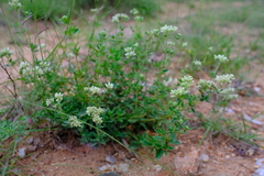 Agathisanthemum bojeri