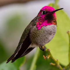 Calypte anna