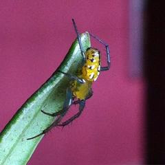 Alpaida variabilis
