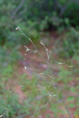 Chlorophytum galpinii