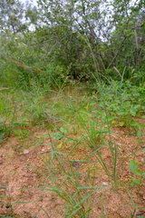 Chlorophytum galpinii