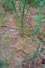 Chlorophytum galpinii