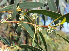 Eucalyptus nebulosa