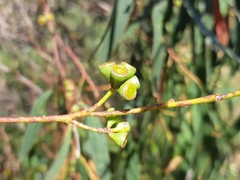 Eucalyptus nebulosa