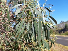 Eucalyptus nebulosa