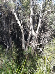 Eucalyptus nebulosa