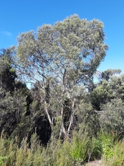 Eucalyptus nebulosa