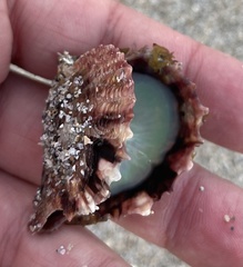 Pinctada imbricata
