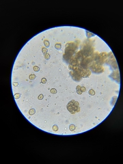 Dictydiaethalium plumbeum
