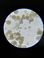 Dictydiaethalium plumbeum