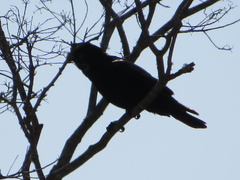 Corvus brachyrhynchos image