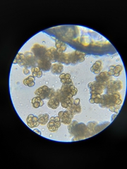 Dictydiaethalium plumbeum