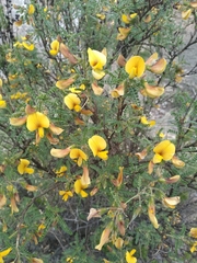 Adesmia miraflorensis