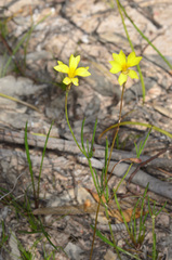 Goodenia gracilis