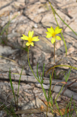 Goodenia gracilis