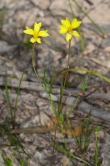 Goodenia gracilis