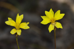 Goodenia gracilis