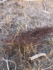 Eriogonum rixfordii