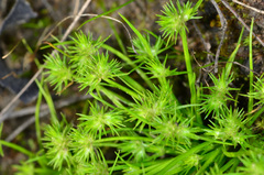 Isolepis hystrix