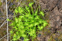 Isolepis hystrix