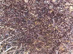 Eriogonum rixfordii