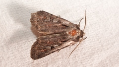 Lycophotia molothina