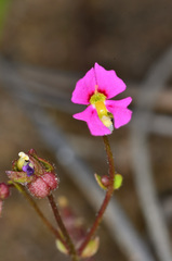 Stylidium ecorne