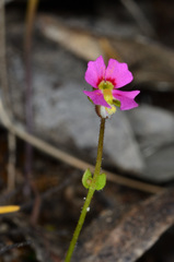 Stylidium ecorne