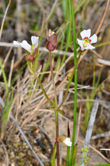 Stylidium ecorne