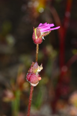 Stylidium ecorne