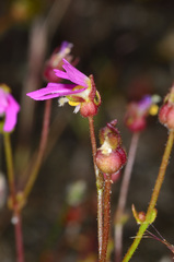 Stylidium ecorne
