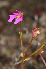 Stylidium ecorne