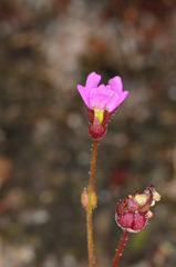 Stylidium ecorne