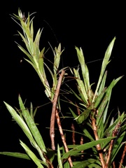 Candovia strumosa