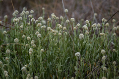 Calocephalus lacteus