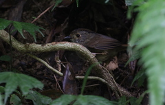 Schoeniparus brunneus