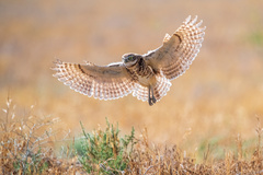 Burrowing Owl photo 3