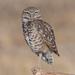 Burrowing Owl - Photo (c) Michael Lynch, some rights reserved (CC BY-NC), uploaded by Michael Lynch