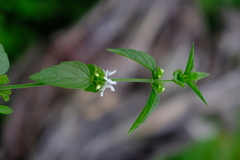 Leucas glabrata