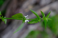 Leucas glabrata