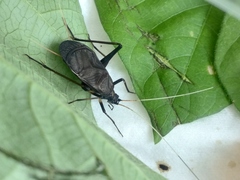 Meloimorpha japonica