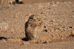 Athene cunicularia