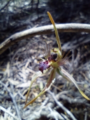 Caladenia corynephora