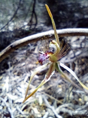 Caladenia corynephora