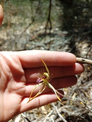 Caladenia corynephora