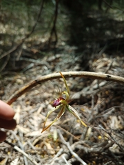 Caladenia corynephora