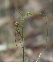 Pterostylis woollsii